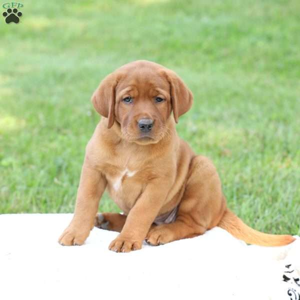 Daisy, Fox Red Labrador Retriever Puppy
